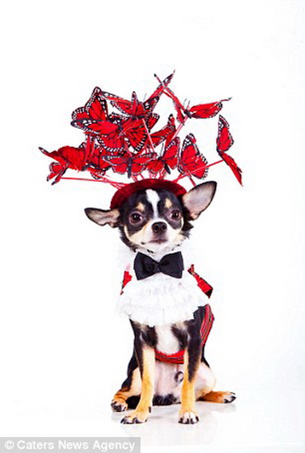 Rubio cho biết, ông đặc biệt thích thiết kế cho những chú chó Chihuahua.